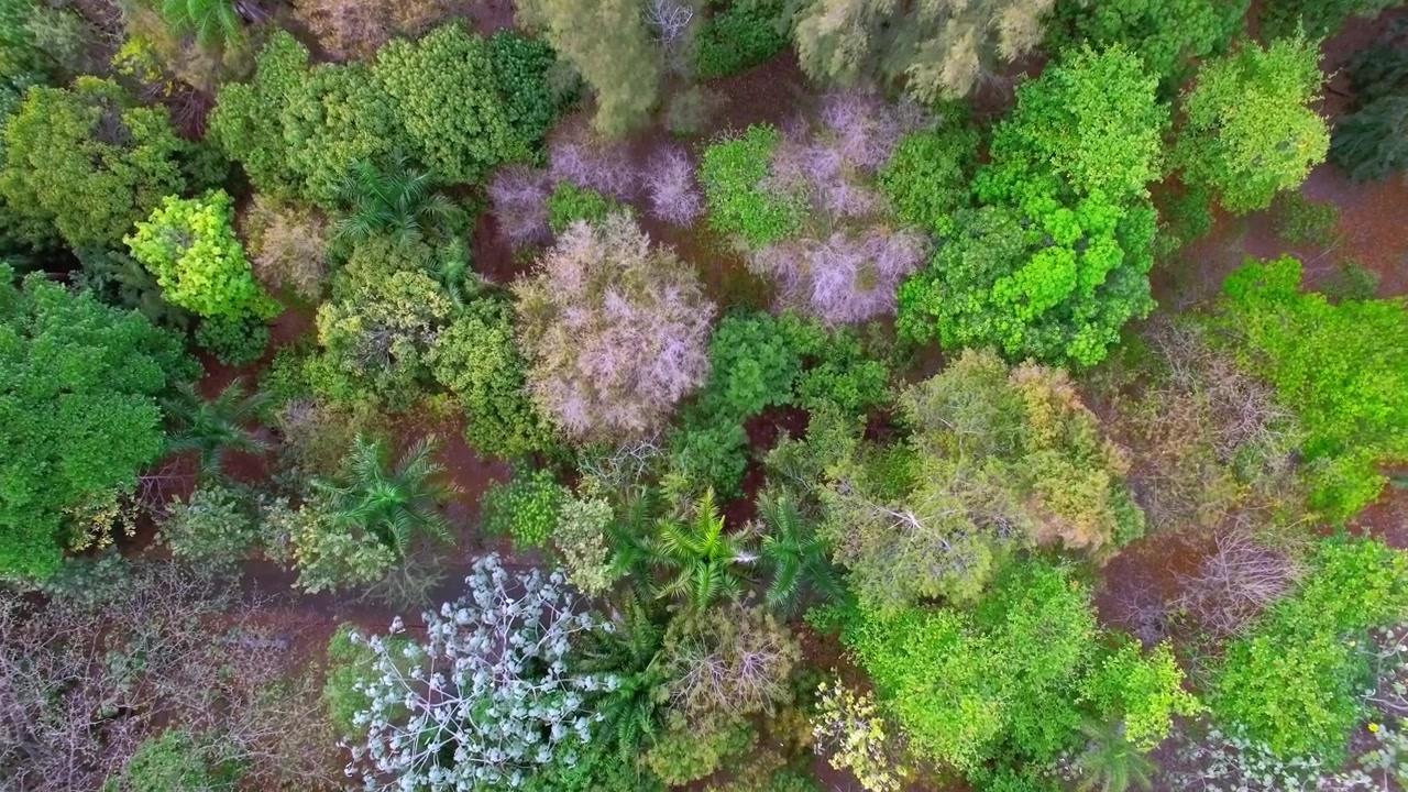 Ripresa aerea diurna dall'alto con drone in discesa su chiome colorate di alberi e vegetazione tropicale nel Giardino Botanico Nazionale di Santo Domingo, Repubblica Dominicana