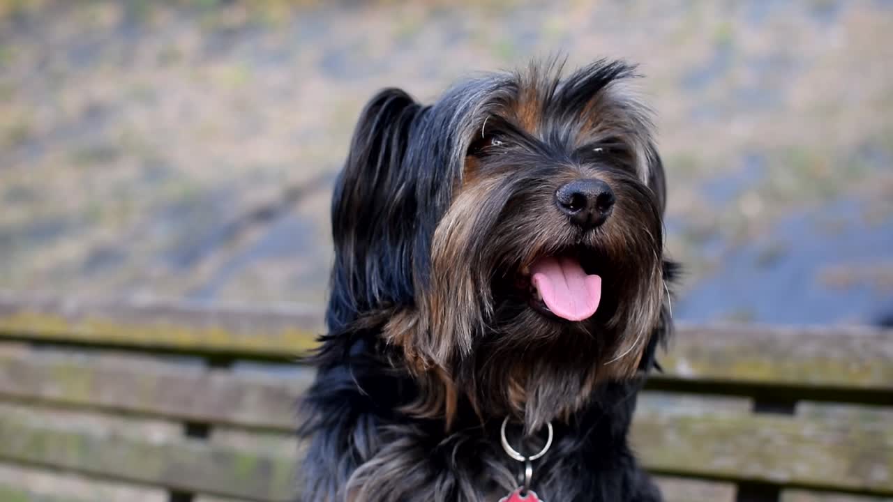 mi perro feliz descansando en un banco en medio de un pequeño parque mientras busca cosas interesantes