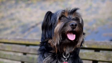 Mein-Hund-Chillt-Glücklich-Auf-Einer-Bank-Mitten-In-Einem-Kleinen-Park-Und-Sucht-Nach-Interessanten-Dingen