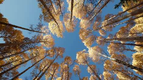 Soft-pastel-yellow-and-green-leaves-of-late-fall-quaking-aspen-trees-and-trunks-against-clear-blue-sky