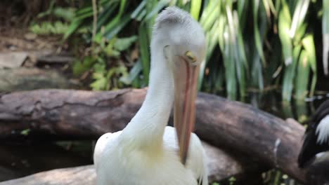pelican preening its feathers in natural habitat – close-up wildlife behavior footage