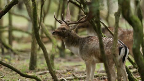 fallow deer in the forest