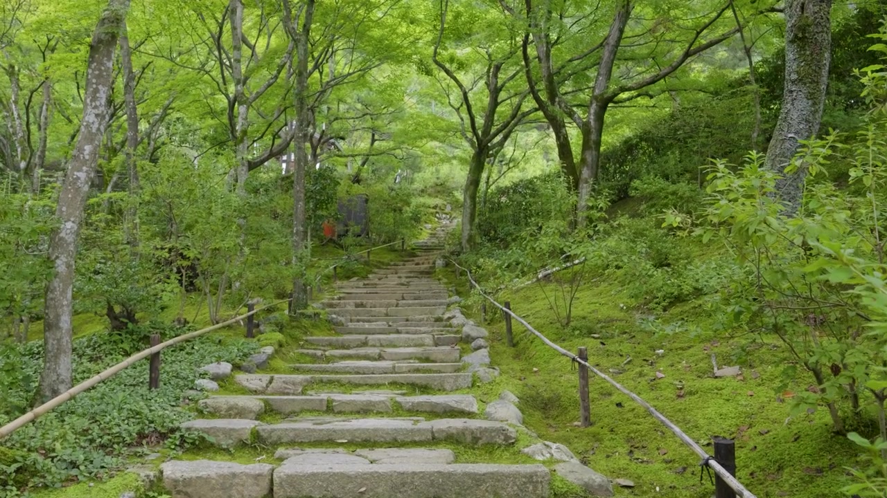 Stone steps at ancient Japanese temple covered in moss. Slow cinematic walk up