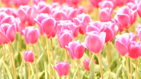 red tulips waving in the wind