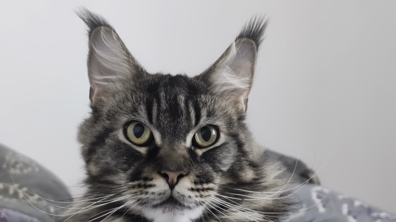 retrato de cerca de un gato maine coon con orejas enroscadas