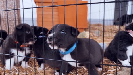 playful puppies in the cage