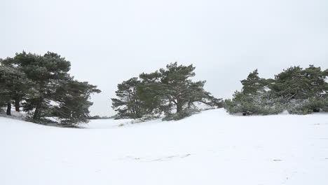 pan de árboles en la zona montañosa cubierta de nieve - de derecha a izquierda