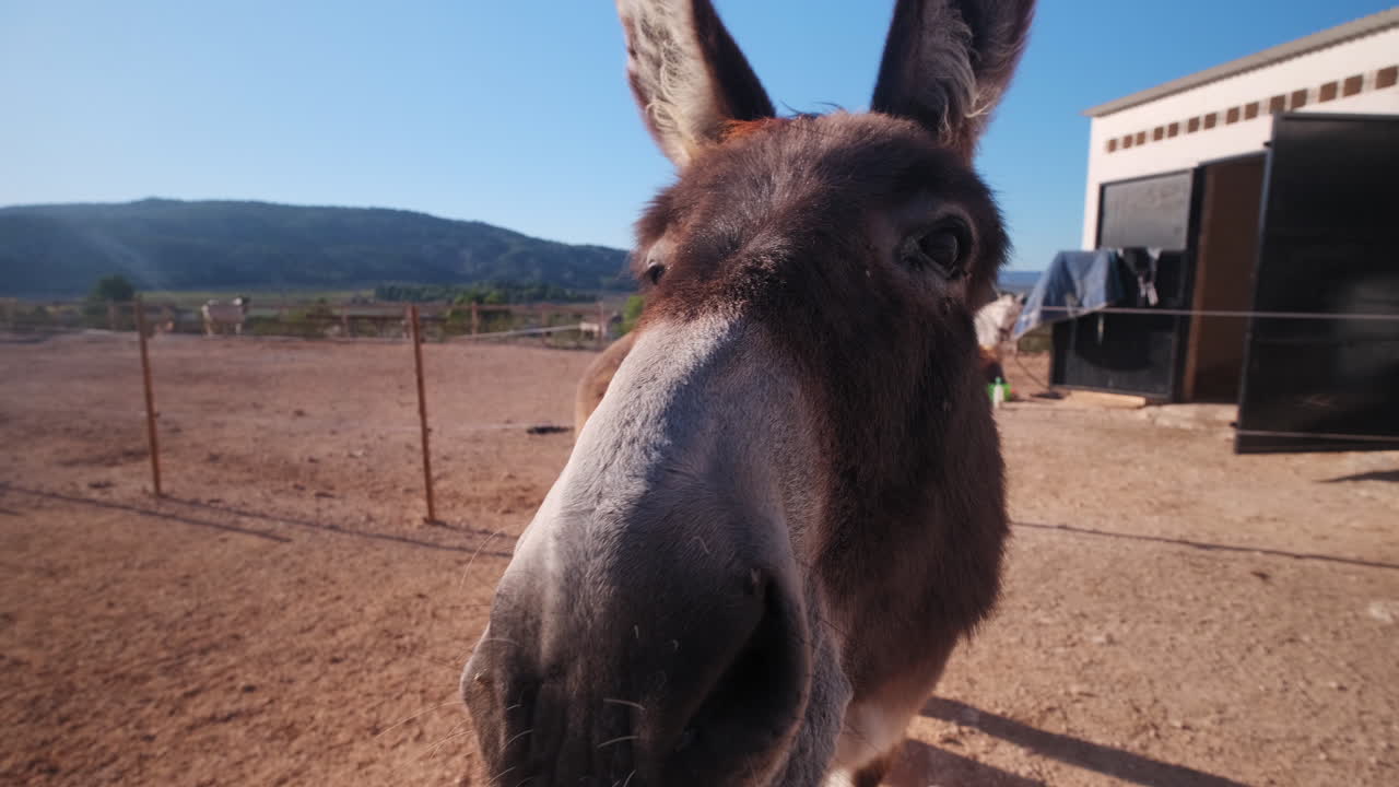 Funny Macro portrait shot of brown donkey on farm surrounded by flies, smelling camera