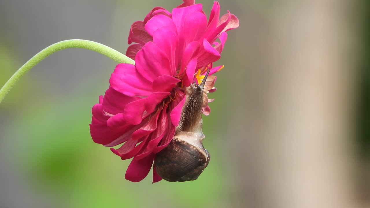 caracol en flor de zinnia y caminando