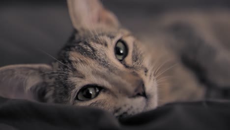 brown cat kitten resting in bed looking at the camera close up