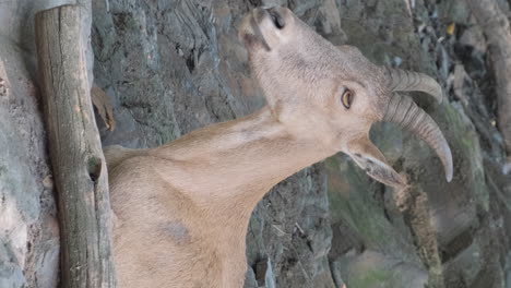 mountain goats in the western caucasus slow motion mountain goats in the western caucasus slow motion