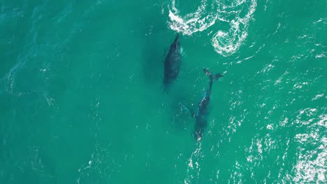 vista de arriba de dos ballenas jorobadas nadando en el mar en nueva gales del sur, australia