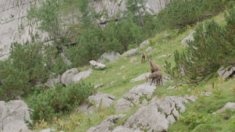 cerca de gamuzas y cachorros de pie en un prado en lo alto de las montañas