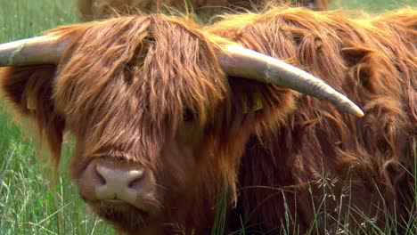 Una-Vaca-De-Las-Tierras-Altas-De-Mascar-Mira-A-La-Cámara