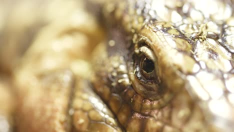 vue rapprochée du lézard à col