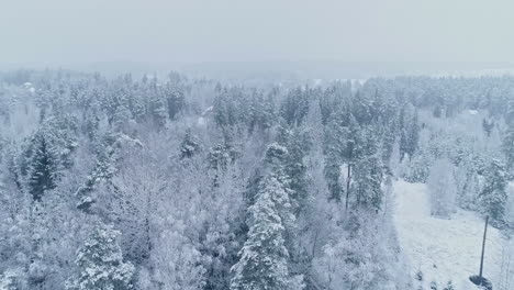 aerial drone top view of snow covered coniferous forest on a cold winter landscape in the rural landscape on a cloudy day