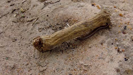 tausendfüßler krabbelt auf dem boden neben trockenem holz - close-up