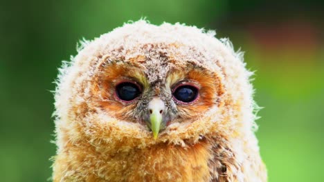 Footage-of-a-wild-baby-Owl-or-Owlet-that-has-been-lost-and-seek-shelter-with-humans