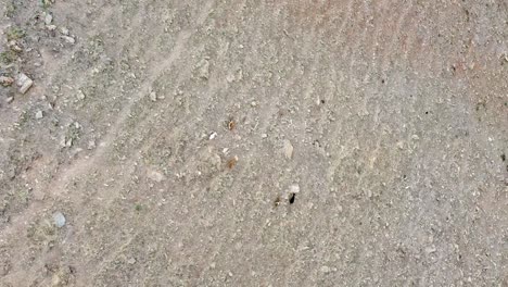 Aerial-drone-top-down-view-of-a-herd-of-goats-grazing-and-feeding-on-rocky-and-extremely-dry-steep-mountainside-on-a-remote-tropical-island