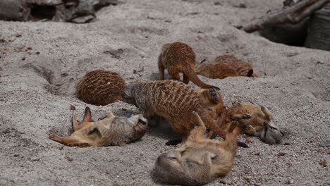 Familia-Mangosta-Descansando-Y-Peleando-En-La-Cancha-Del-Desierto-Arenoso-En-El-Desierto,-De-Cerca