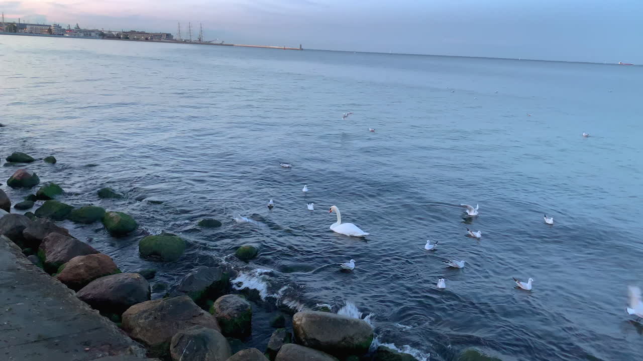 Seagulls and swans gather at the seaside and wait for food, someone throws food into the water, birds sit on stones