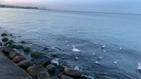 seagulls and swans gather at the seaside and wait for food, someone throws food into the water, birds sit on stones