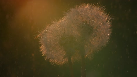 dandelion in the rain at sunset