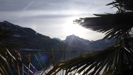 Palm-trees-in-front-of-a-winter-scenery