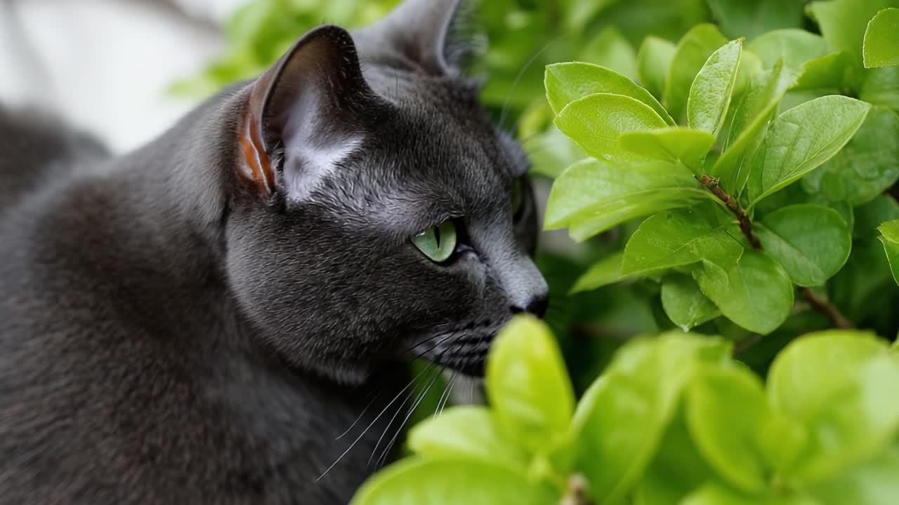 Un enigmatico gatto grigio con sorprendenti occhi verdi annidato tra una lussureggiante vegetazione, che affascina il pubblico con la sua presenza elegante e gli intriganti dintorni