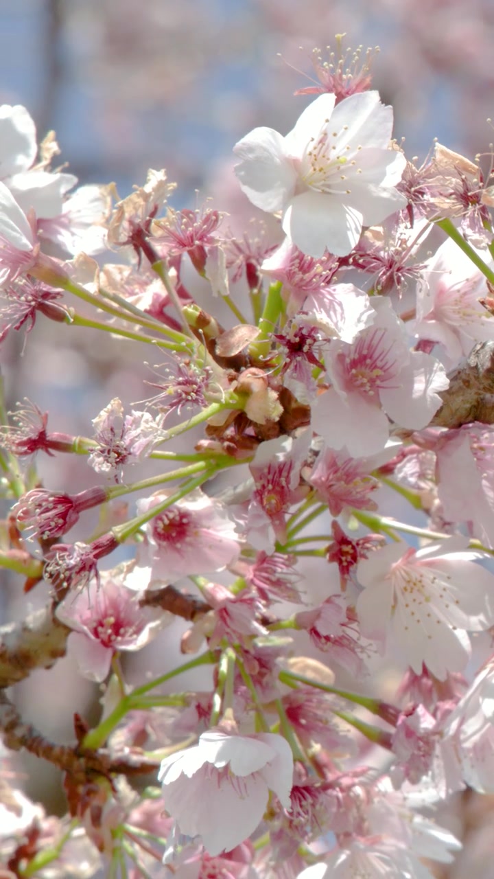 Macro shot of pink sakura flowers on tree branches against a clear blue sky background