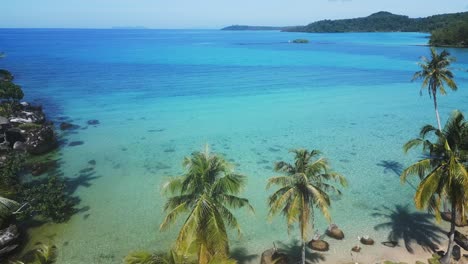 flyover-Coconut-palm-trees-on-beach