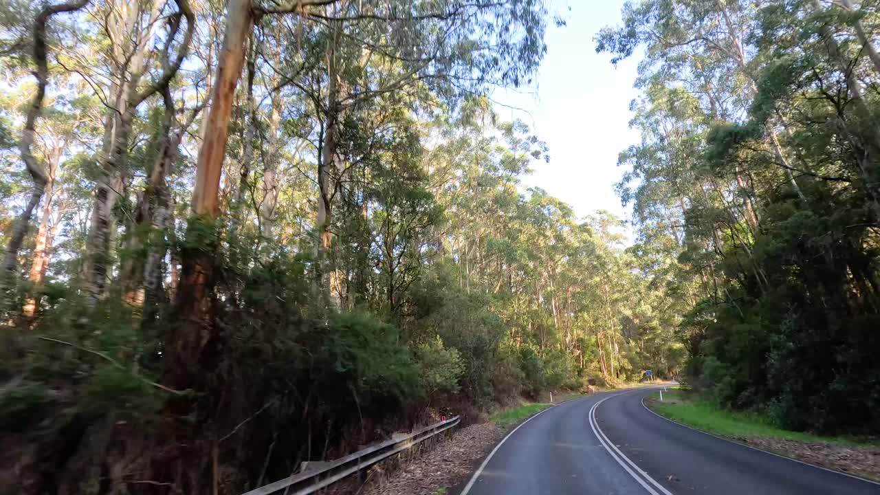 un viaje sereno a través de un paisaje de bosque exuberante