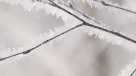 frozen branches with frost