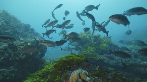 vibrant underwater school of fish in clear blue water