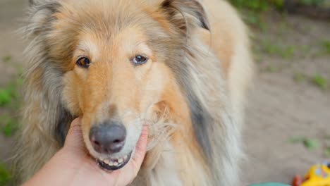 close-up pov: human-animal bond with collie in slow motion