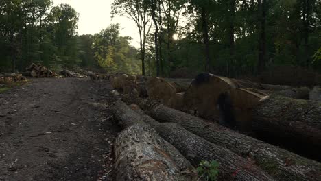 Deforestation,-cut-down-timber-piled-up-in-the-forest,-unmarked-tree