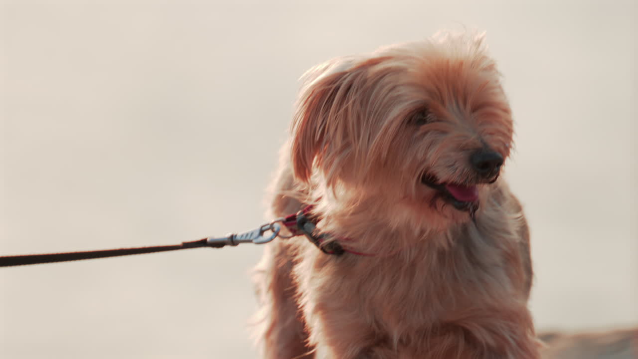 A close up of a small fluffy dog panting happily while standing outdoors