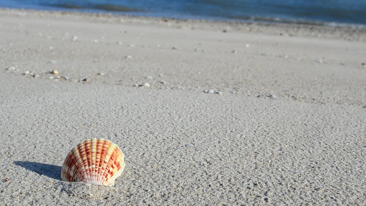Cockleshells on sand against the background of waves. Shooting on the beach