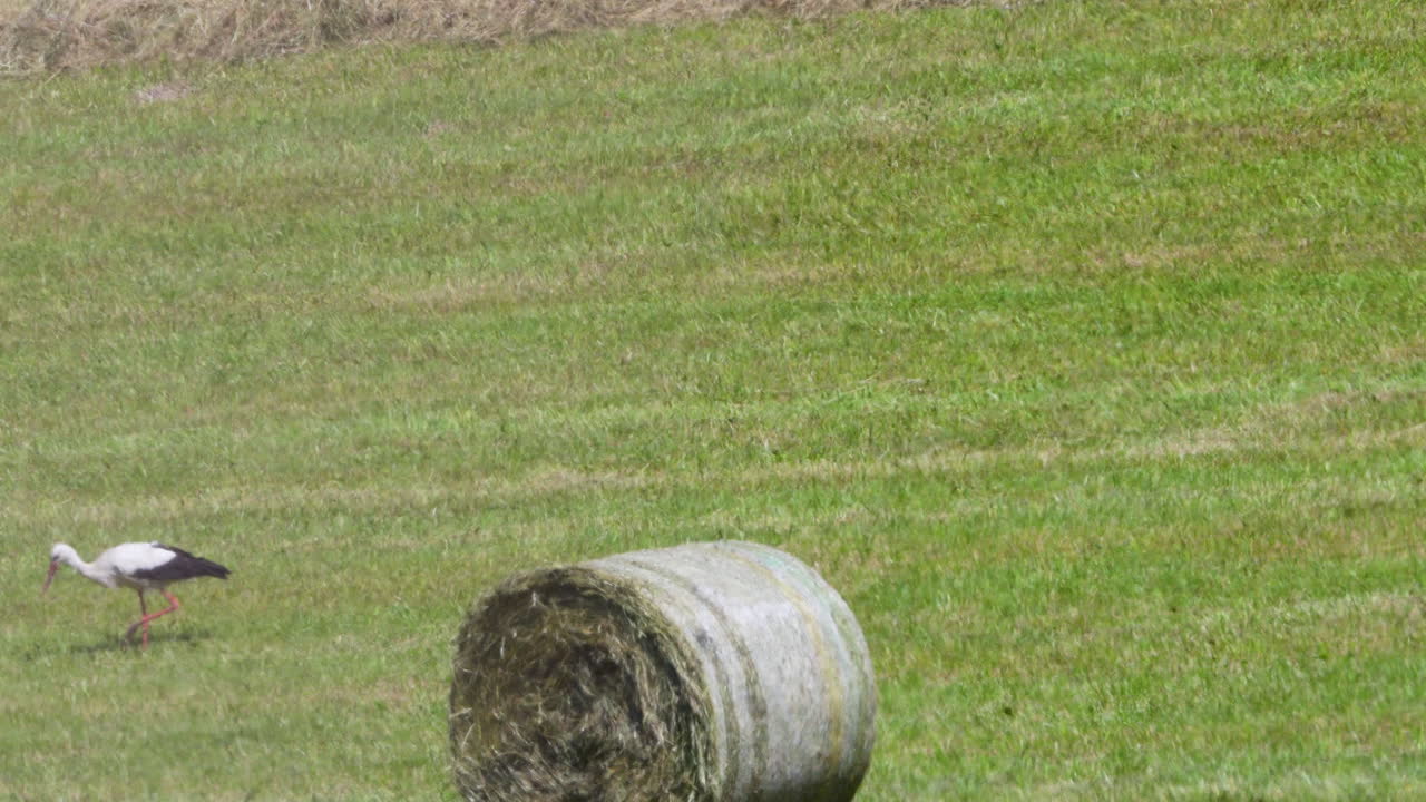 Stork in mid-step crossing a wide open meadow on a calm and cloudy afternoon.