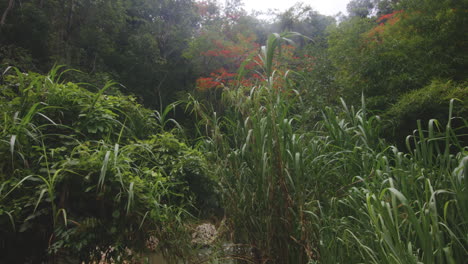 Nature-Scene-At-Tropical-Rainforest-In-Rio-Tanama,-Puerto-Rico-At-Daytime