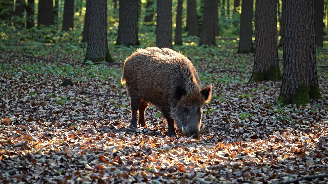 Video da angolazione bassa di un cinghiale selvatico in cerca di cibo in una foresta illuminata dal sole, circondato da foglie cadute
