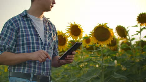 Ein-Mann-Mit-Strohhut-Geht-Bei-Sonnenuntergang-In-Der-Natur-über-Ein-Feld-Mit-Großen-Sonnenblumen-Und-Schreibt-Informationen-Darüber-Auf-Sein-Elektronisches-Tablet.