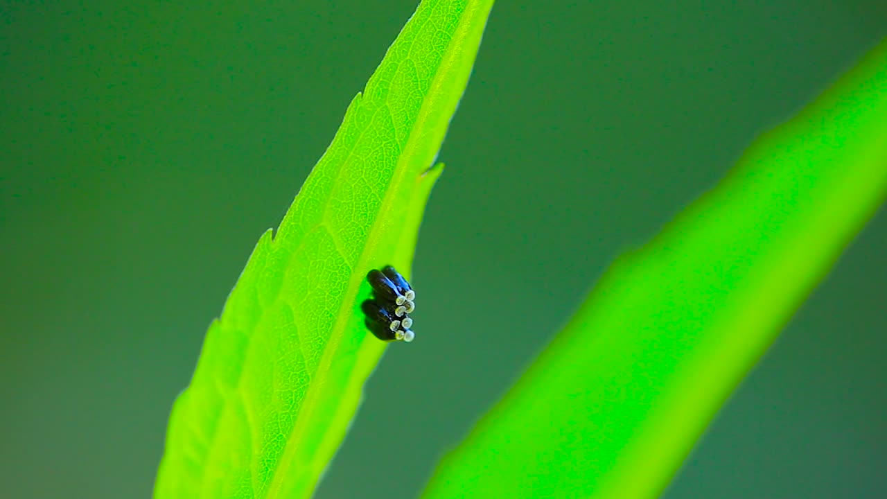 huevos de insectos negros en una hoja - primer plano macro