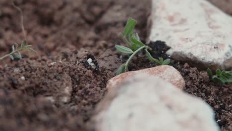 Macro-of-ant-carrying-cereal-grain-between-stones-and-brown-earth