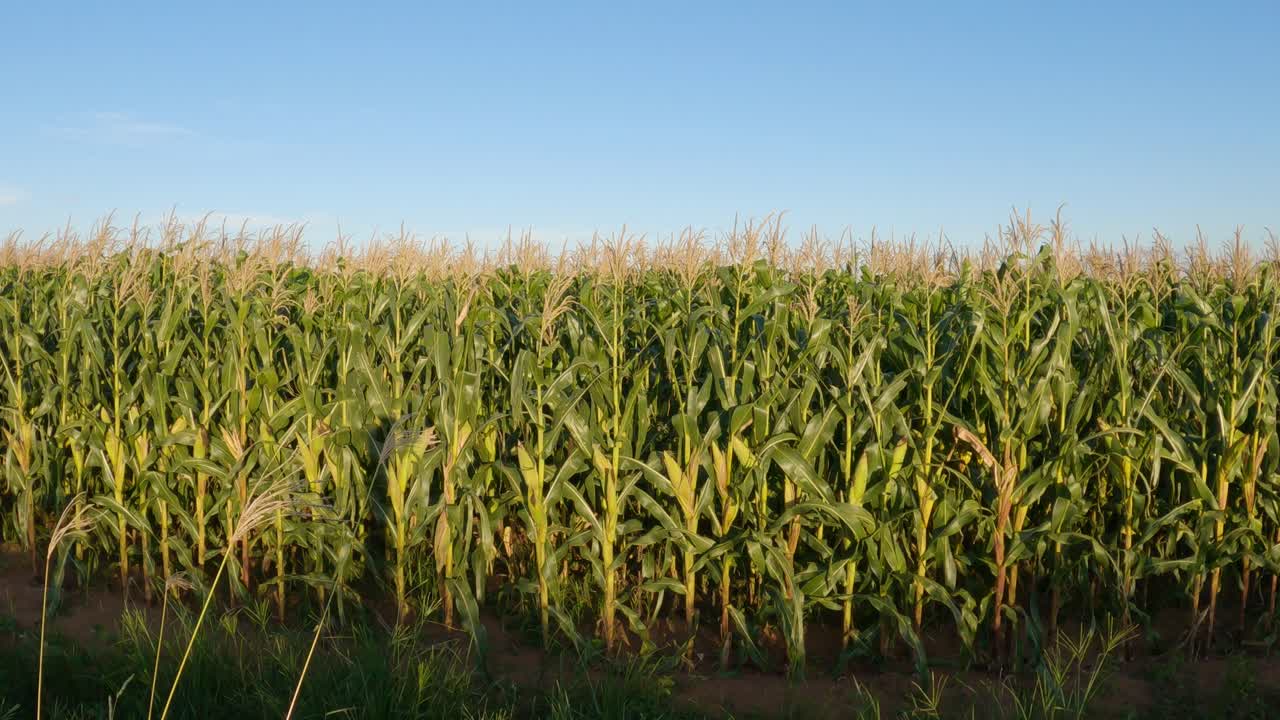 campo de maíz, escena de movimiento de cámara panorámica y luz de puesta de sol