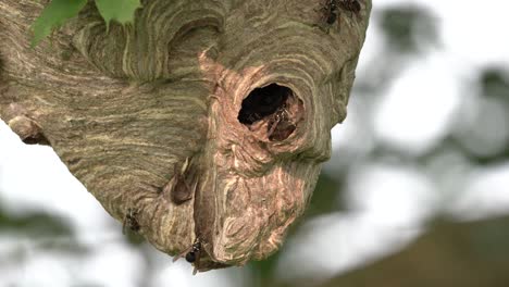 a large hornet nest hanging in a tree with hornets crawling in and out and constructing it larger