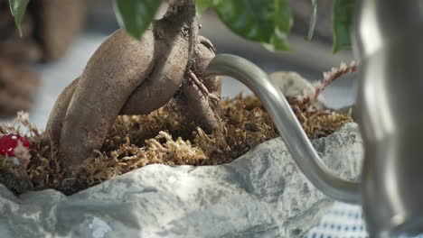 Hydratisieren-Und-Gießen-Des-Kleinen-Bonsai-Baums-Mit-Grünen-Blättern-In-Einer-Steintopfvase-In-Zeitlupe