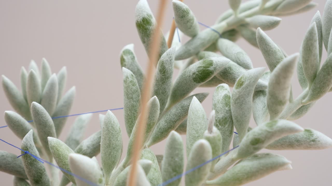 senecio haworthii 즙이 많은 또는 고치 식물