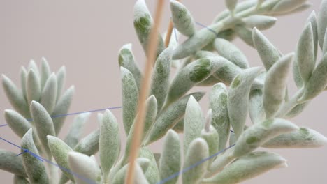 Senecio-Haworthii-Succulent-or-cocoon-plant