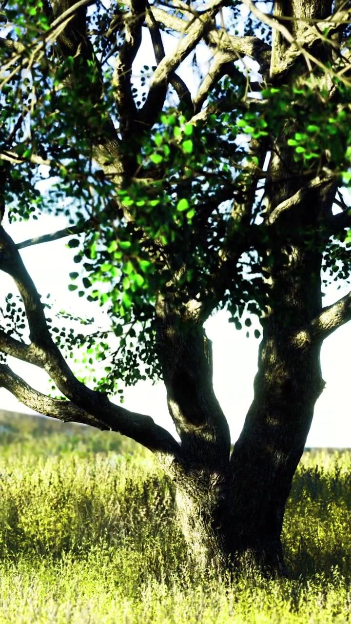 Un albero si erge in un campo di giorno con foglie di un verde brillante tutt'intorno